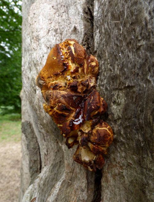 An aborting bracket on a dead standing oak in Richmond Park, London